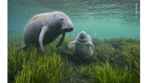 Close up of a manatee and a calf adrift underwater among eelgrass.