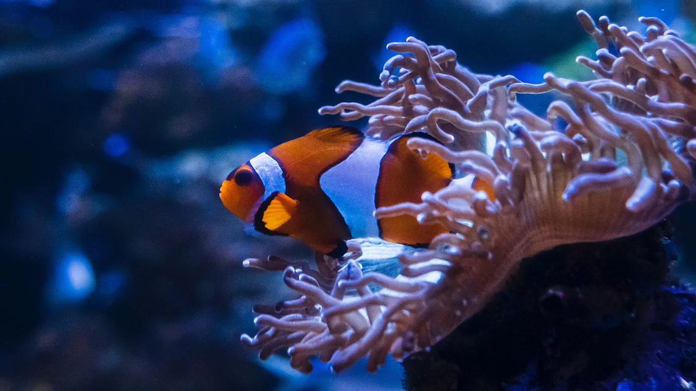 Clownfish on a coral.