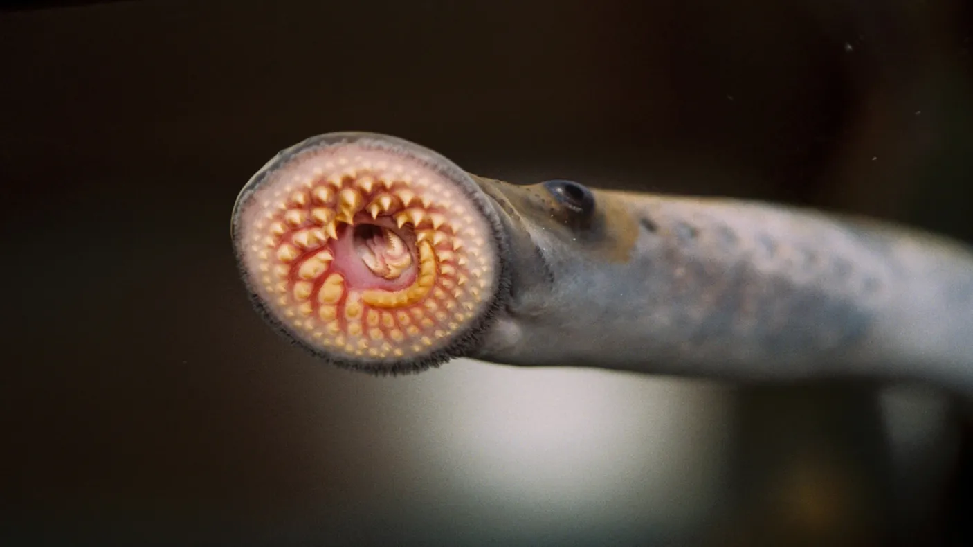 Sea lamprey