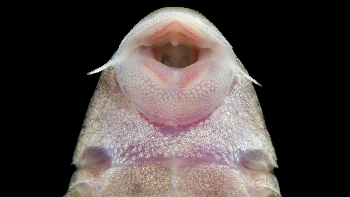 Poisson ventouse