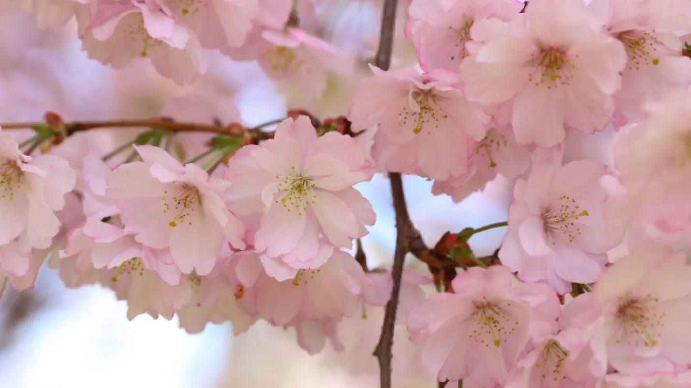 Les cerisiers en fleurs. Photo courtoisie Deb Metsger
