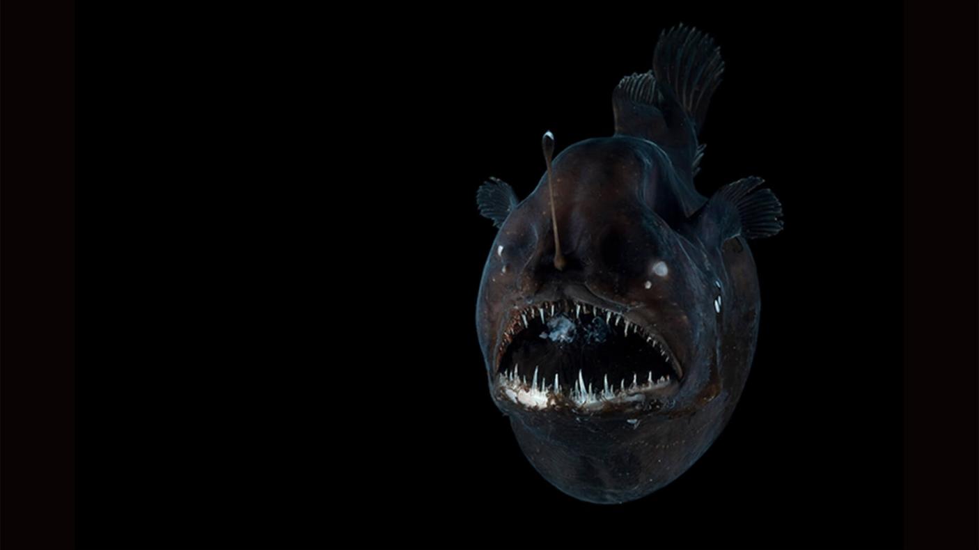 Angler fish.