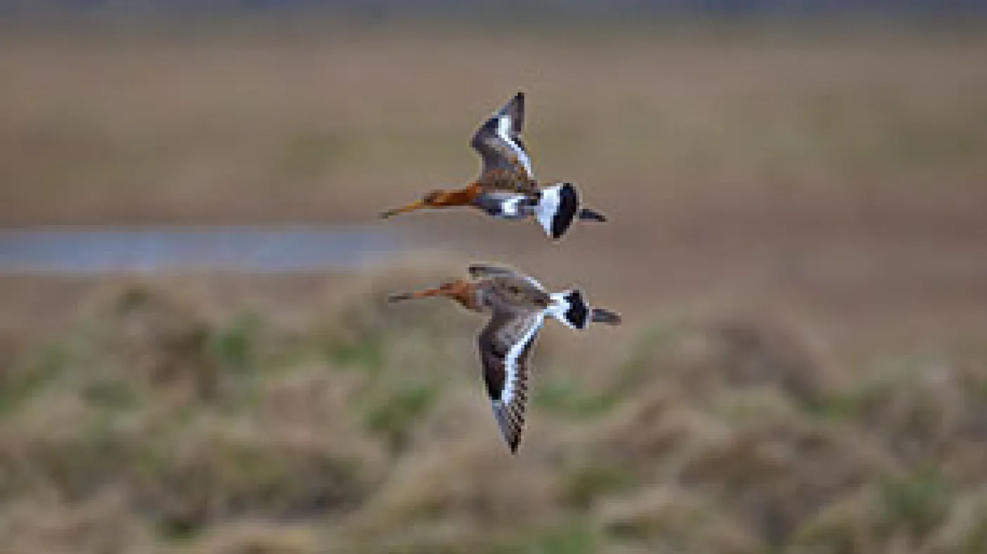 2 Black tailed godwits in flight
