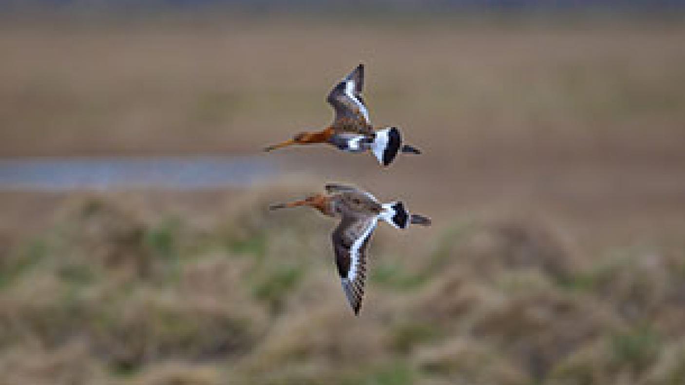 2 Black tailed godwits in flight
