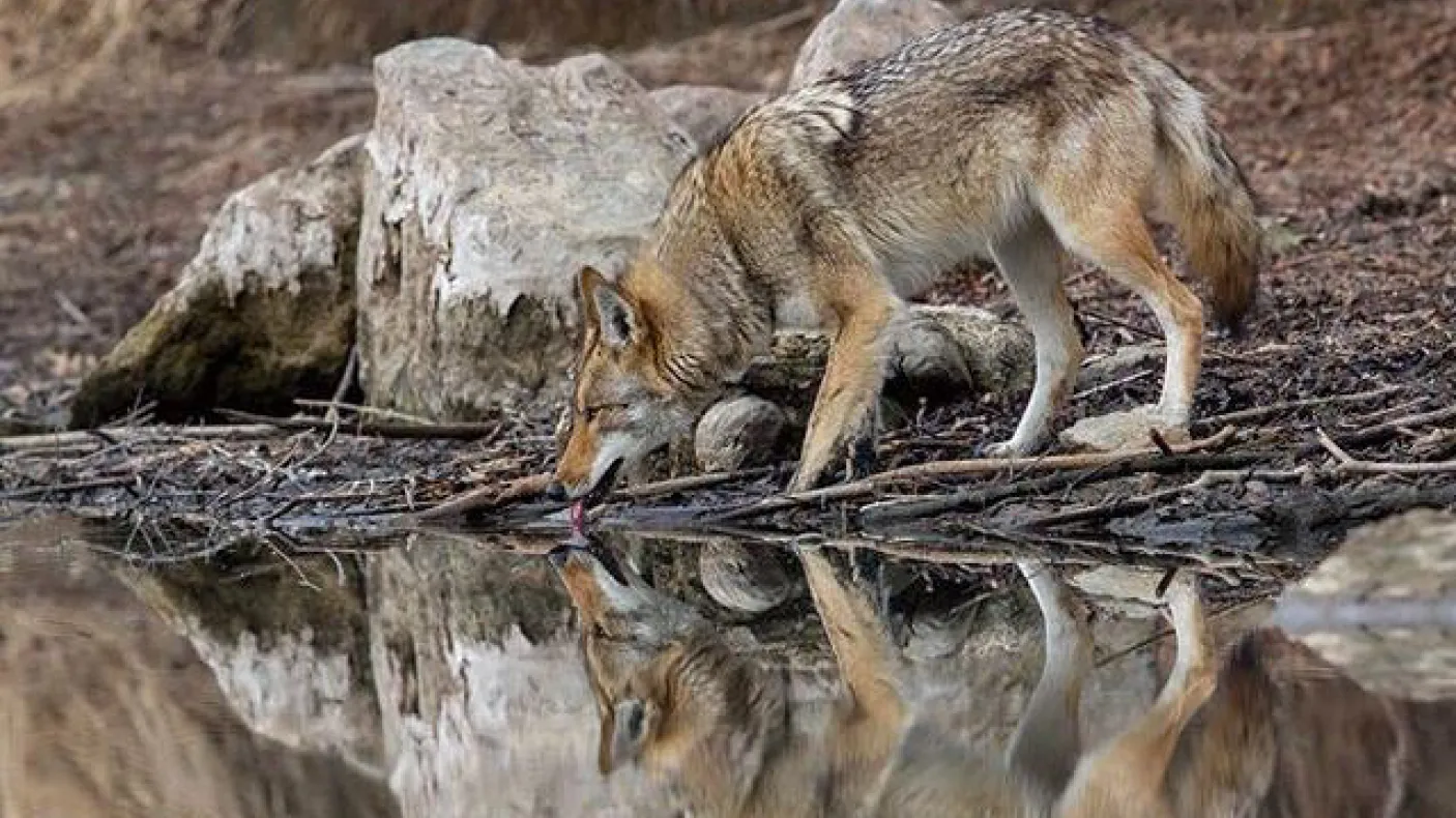 Scarborough man wins trip to Greenland with winning photo of coyote in downtown Toronto
 winning photo of the ROM Wildlife Photographer of the Year Photo Contest - a coyote drinks from a stream in Toronto, photo by Steven Rose