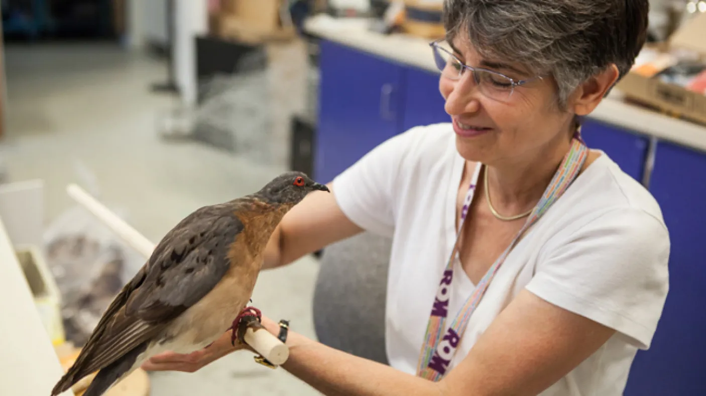 ROM Artist Georgia Guenther gives a passenger pigeon one last visual inspection in her workshop. Photo by Vincent Luk
 ROM Artist Georgia Guenther gives a passenger pigeon mount a final check before installing it into the exhibit