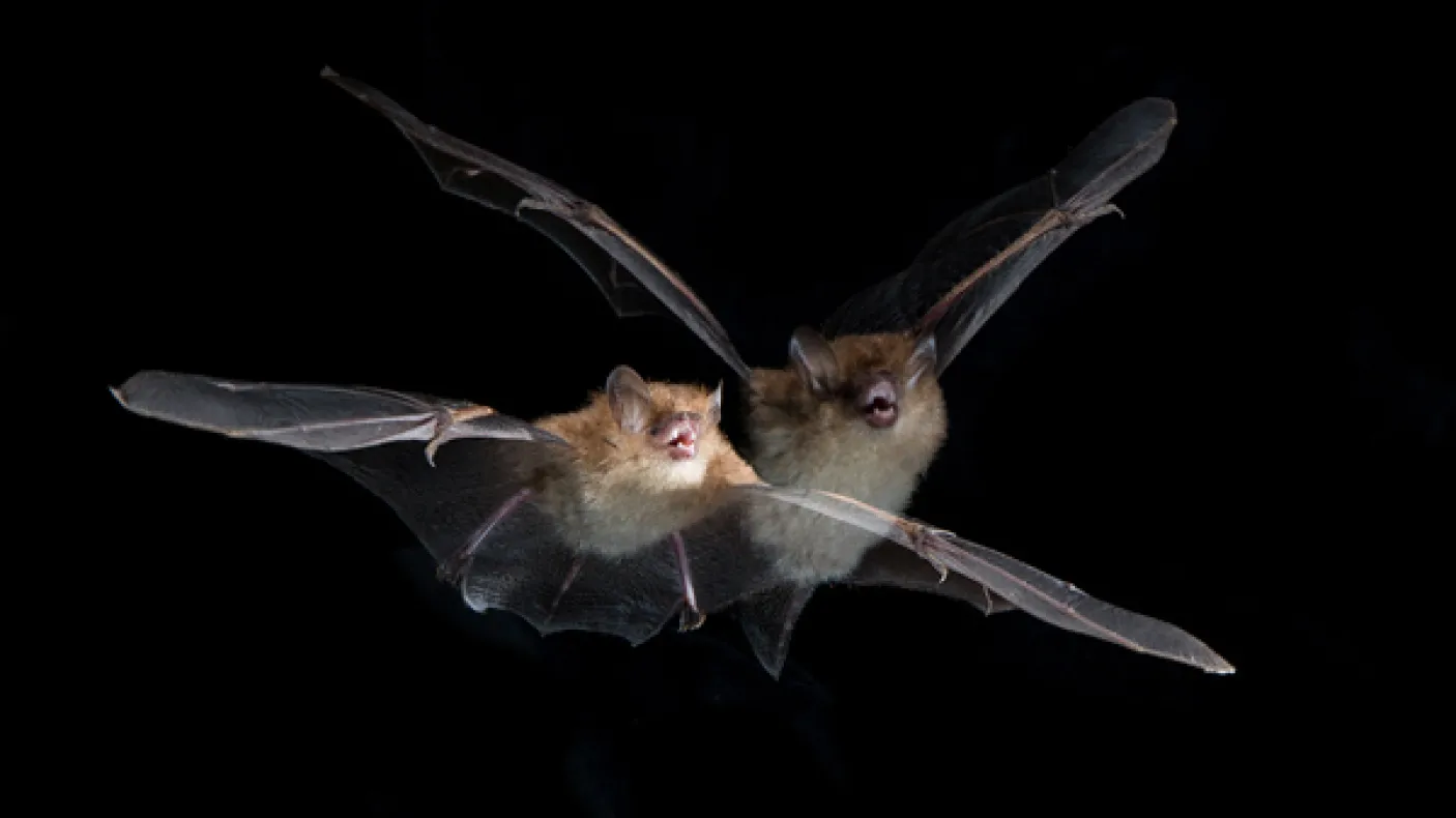 A tube-nosed bat (Murina cyclotis) in flight. Photo by Vincent Luk
 A tube-nosed bat (Murina cyclotis) in flight. Photo by Vincent Luk