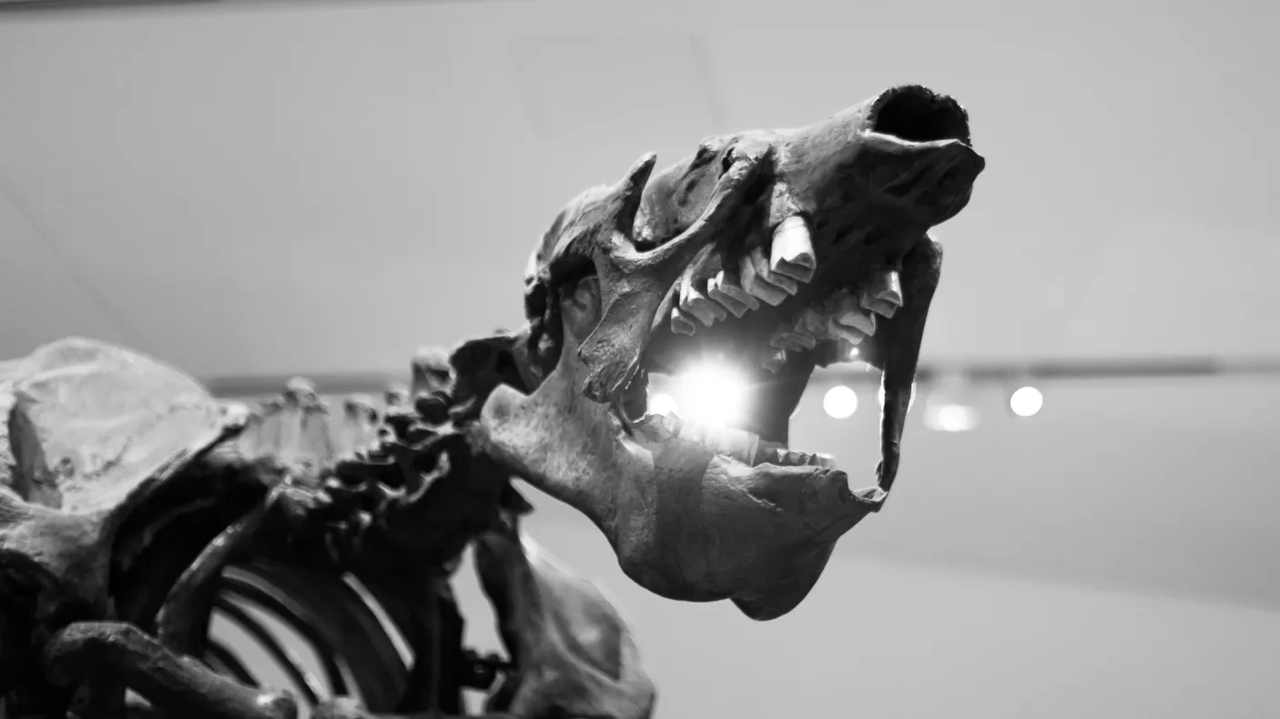 The Giant Sloth on a recent #emptyROM tour