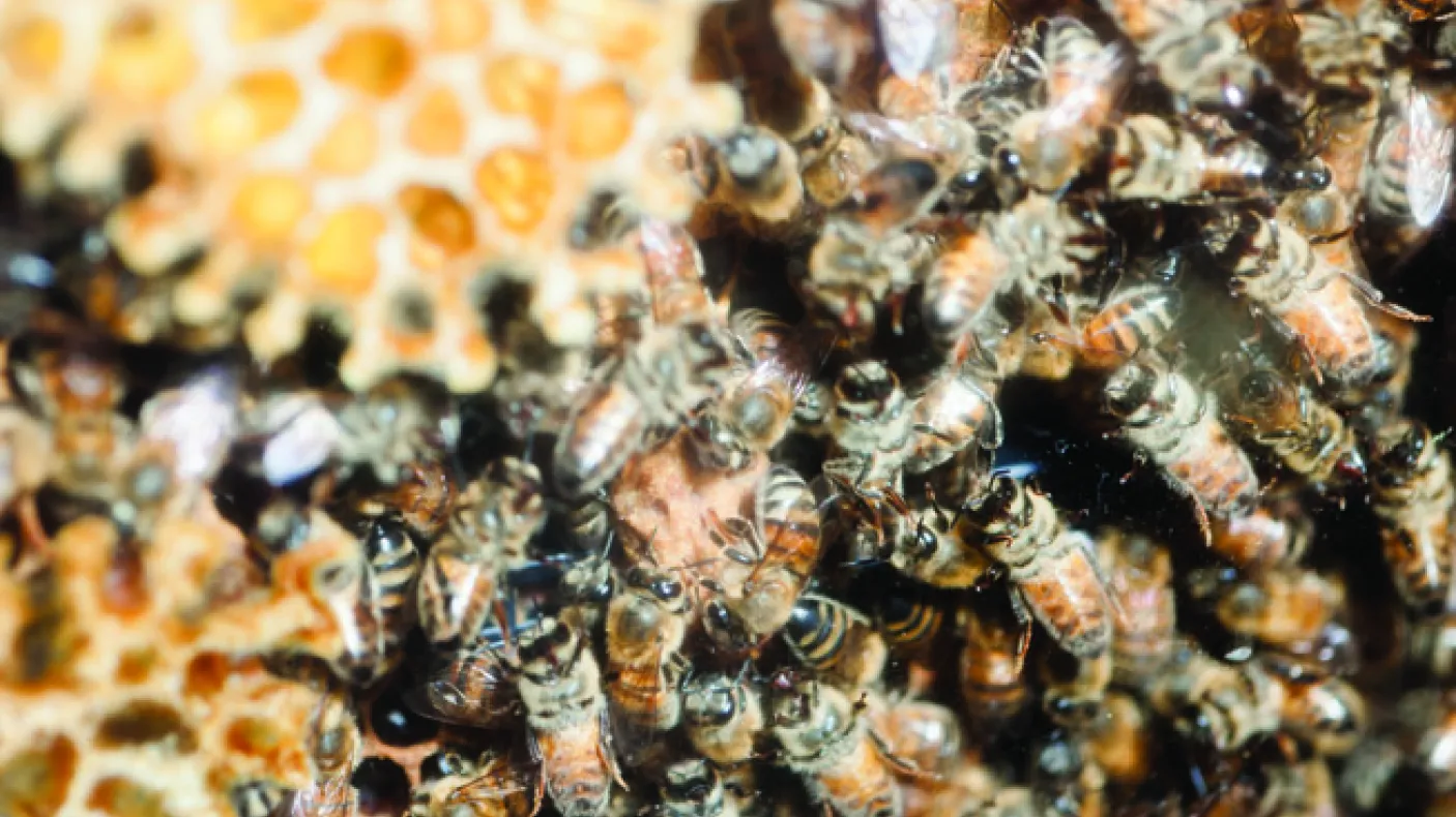 European Honey Bees
 Honey Bees clustered in a hive