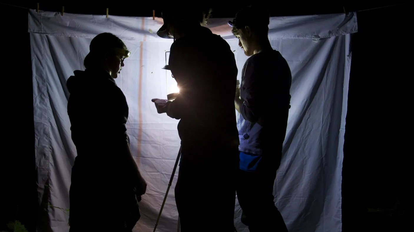 Searching for insects at night. Image: Fatima Ali
 3 people in silhouette look for insects attracted to a light