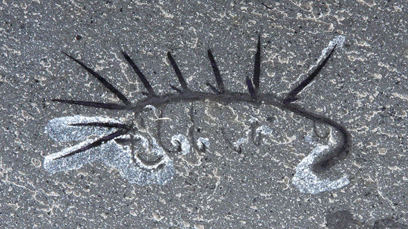 Hallucigenia sparsa (ROM 61513). Nearly complete specimen, head to the right. Approximate specimen length = 14 mm. Walcott Quarry.
 Fossilized Hallucigenia sparsa.