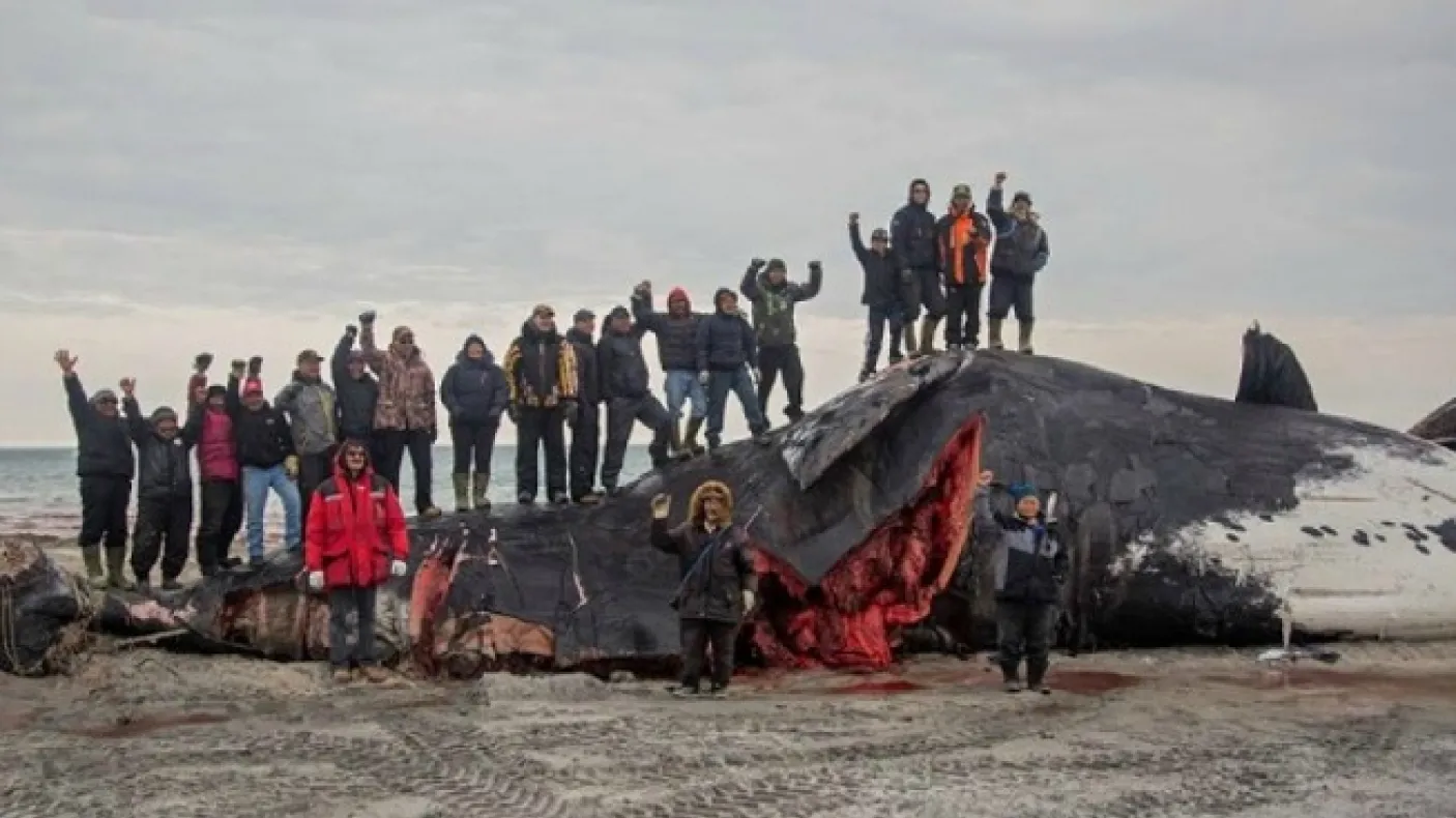 Bowhead whale hunted near Clyde River in 2014. Photo Credit: Niore Iqalukjuak
 Inuit community standing on and near a recently hunted bowhead whale on beach