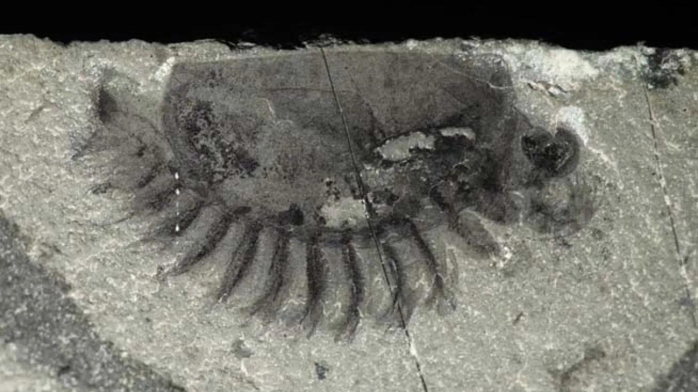 New fossil arthropod from Marble Canyon (Kootenay National Park)
 A new fossil arthropod from Marble Canyon (Kootenay National Park)