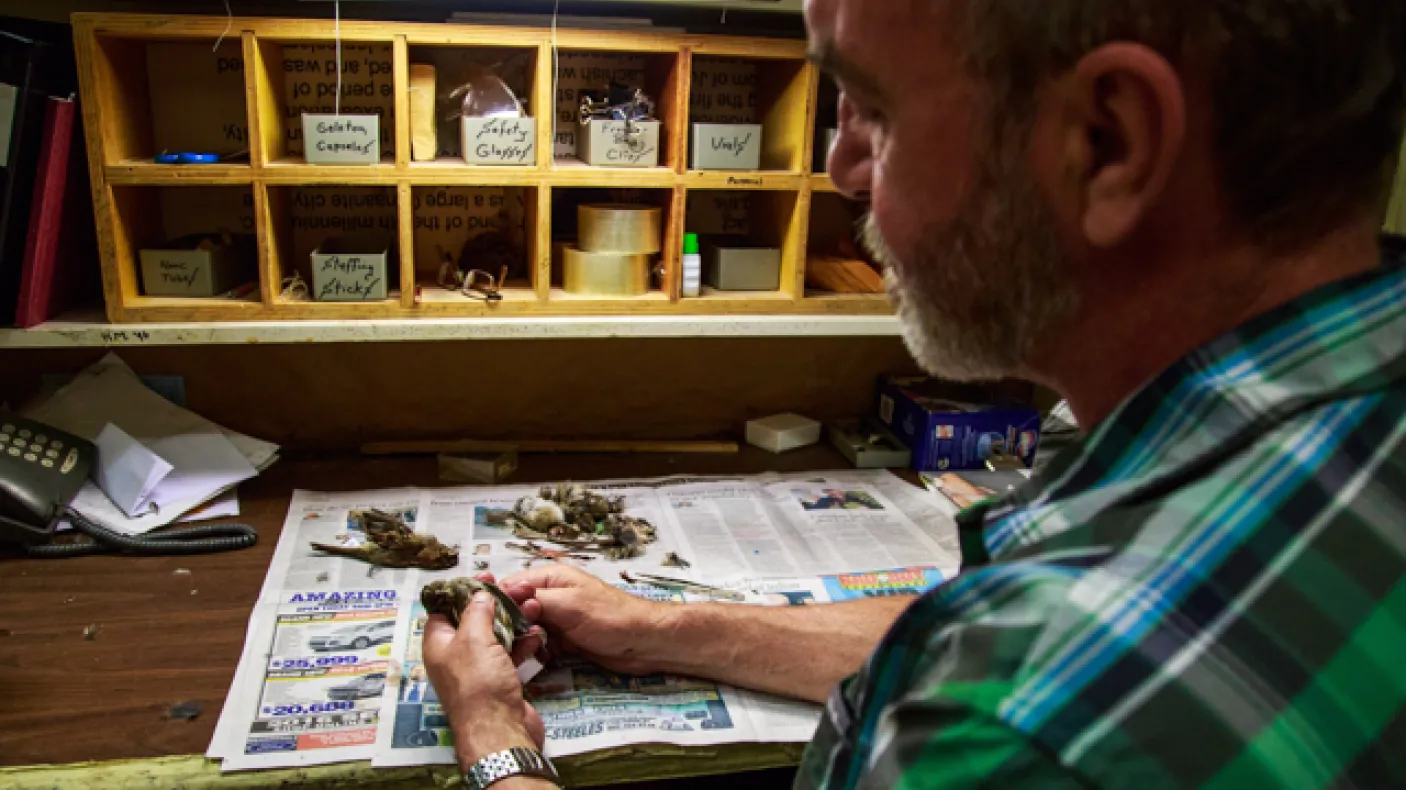 ROM technician Brad Millen processes a bird specimen that will be added to the ROM's collections. Photo by Samantha Stephens
 ROM technician Brad Millen processes a bird specimen that will be added to the ROM's collections. Photo by Samantha Stephens