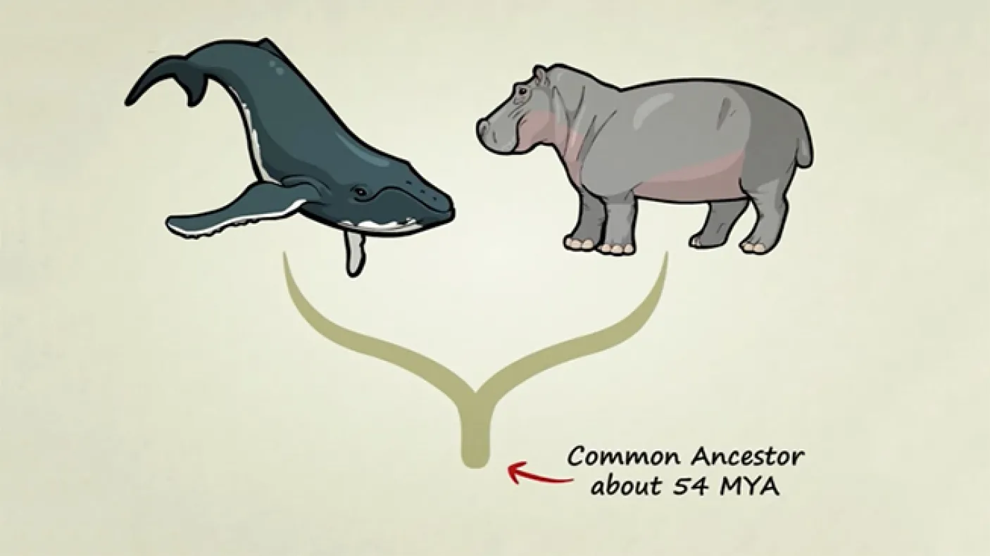 Photo by: http://www.statedclearly.com/
 Whales and hippos share a common ancestor. Photo by: http://www.statedclearly.com/