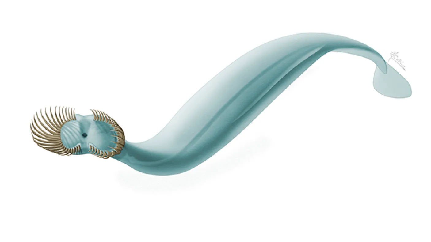 Illustration of <em>Capinatator praetermissus</em>. Drawing by Marianne Collins. © Royal Ontario Museum
 Illustration of a worm