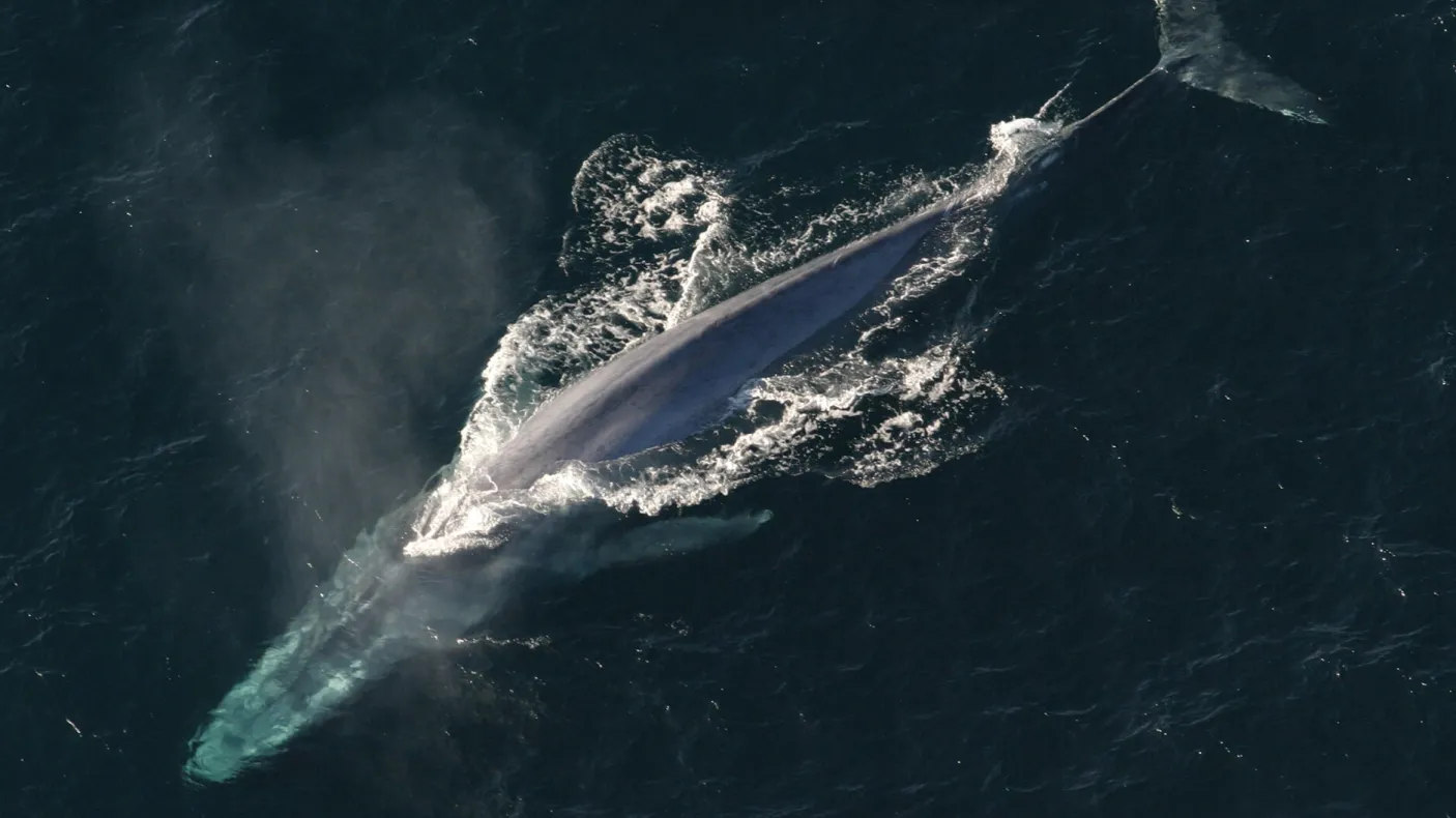 Baleine bleue.
