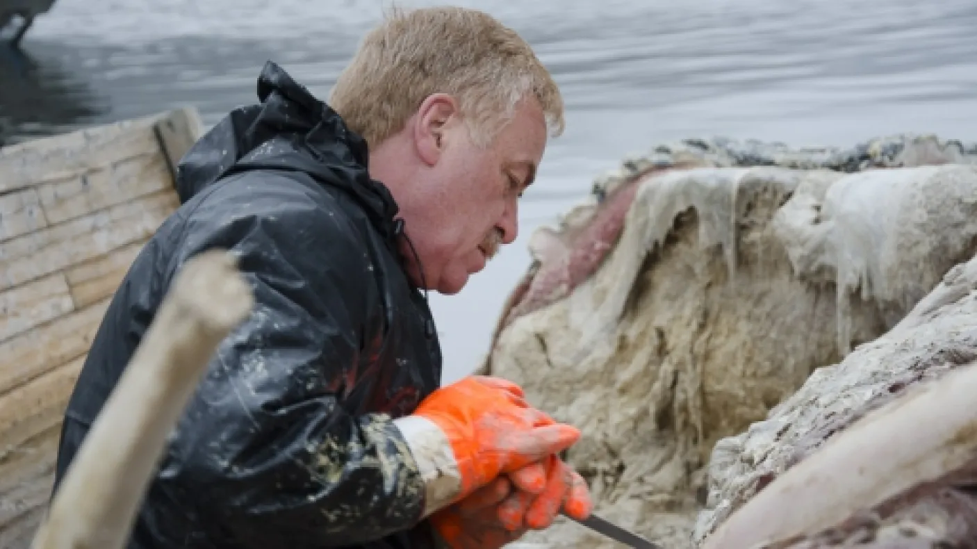 Dr. Mark Engstrom helping to prepare the whale for it's trip back to the Royal Ontario Museum.
