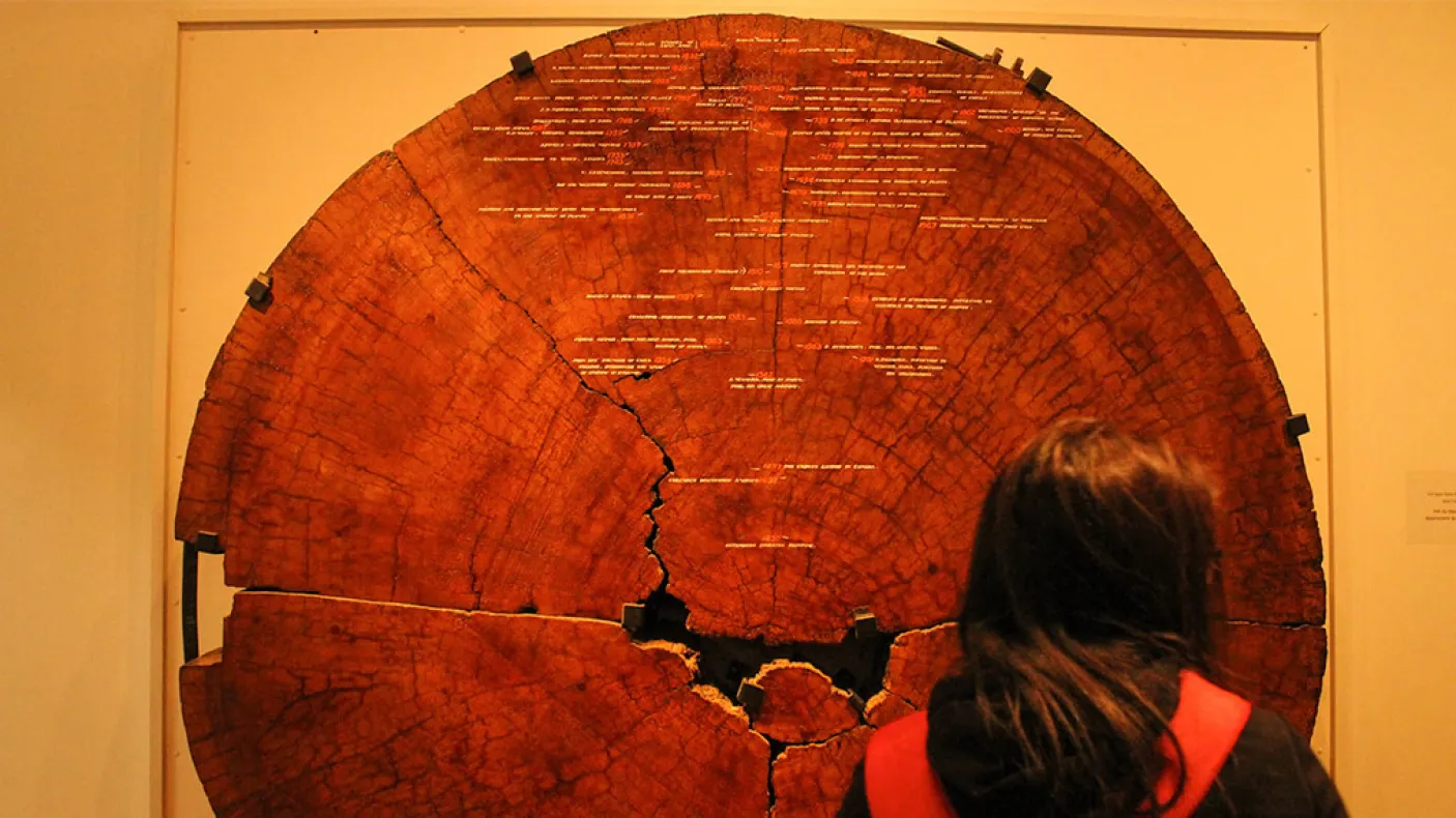 A young girl standing in front of the ROM's Tree Cookie on display.
