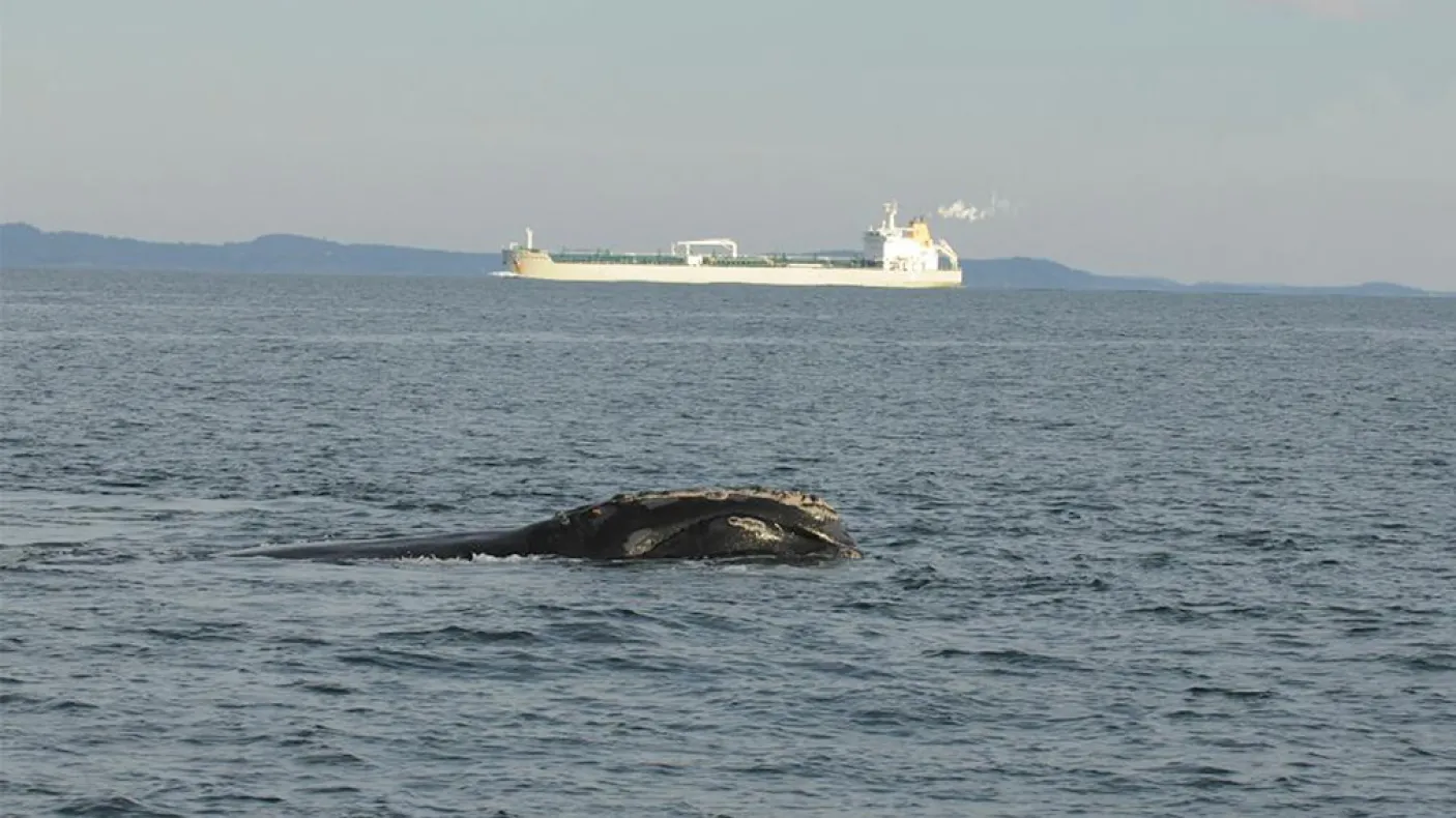 curator-conversations-atlantic-whales-ship-strikes