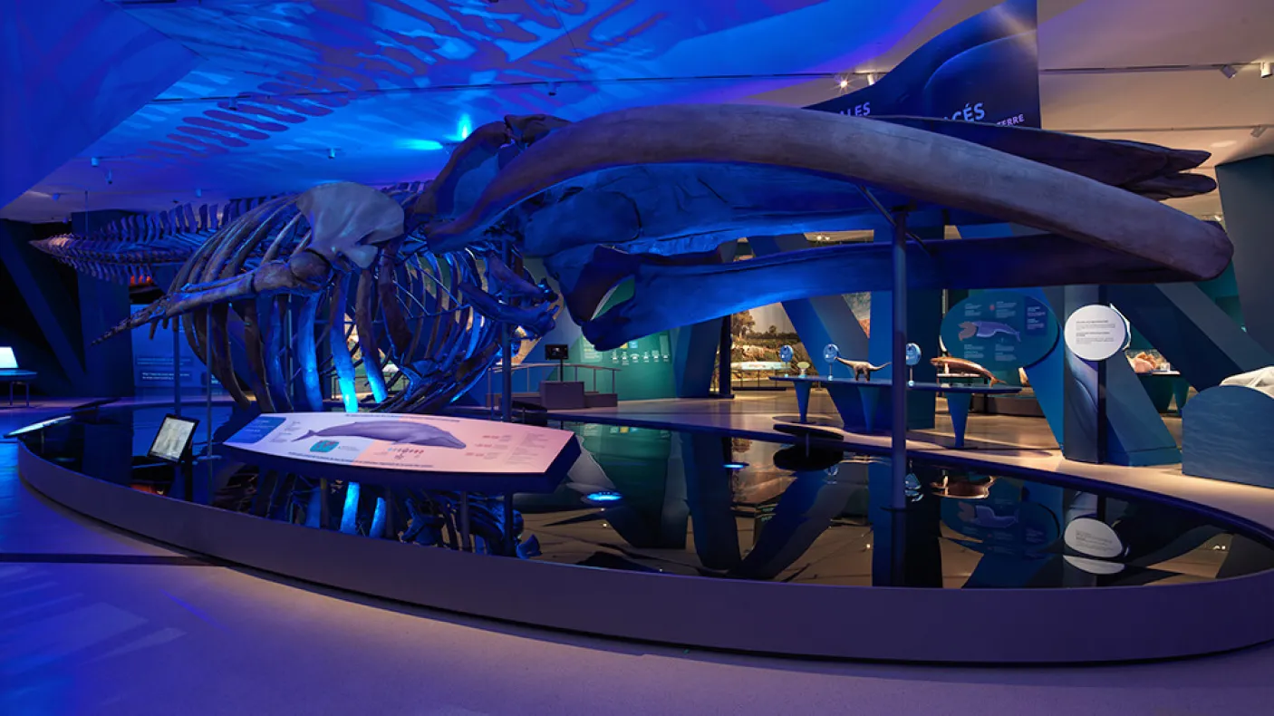 Espace d'exposition Blue Whale au Musée royal de l'Ontario.