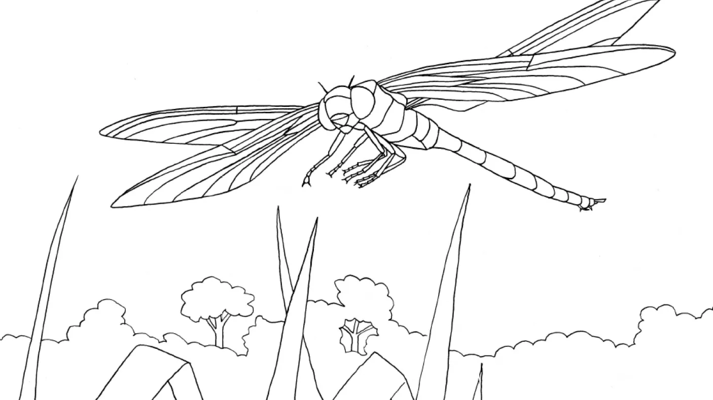 Illustration of a dragon fly
