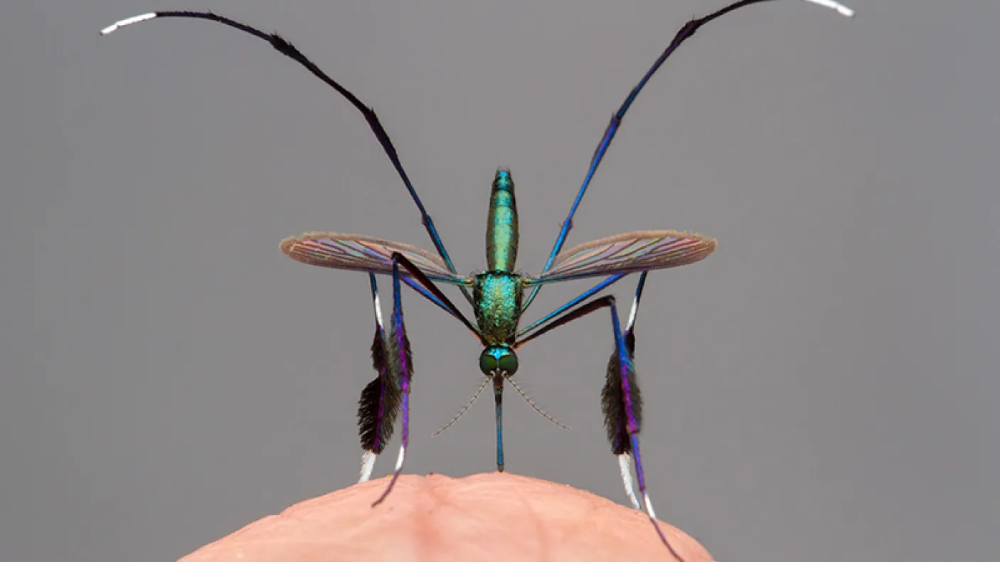 Beautiful bloodsucker © Gil Wizen. Featured in Wildlife Photographer of the Year 2021.
