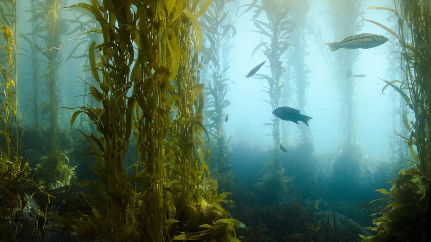 Poissons dans l'océan
