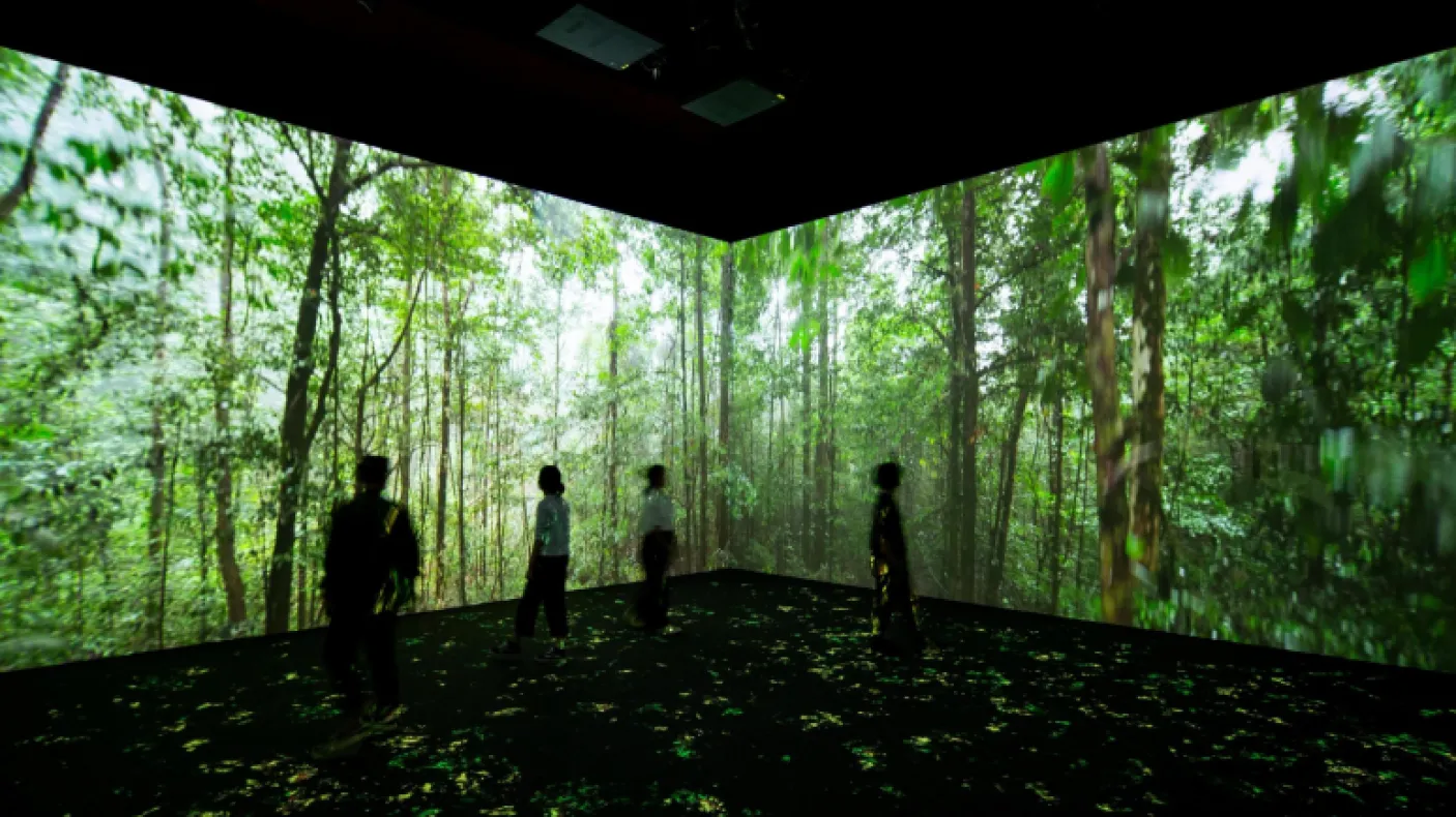 Image: Forest ecosystem projected with visitors watching
