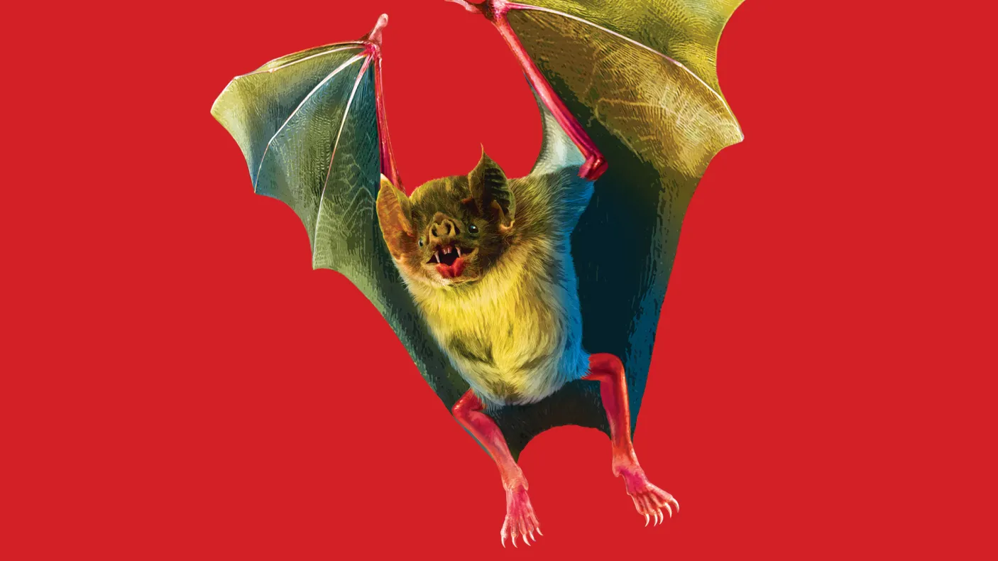 Bat A bat flying and behind it is a red background.