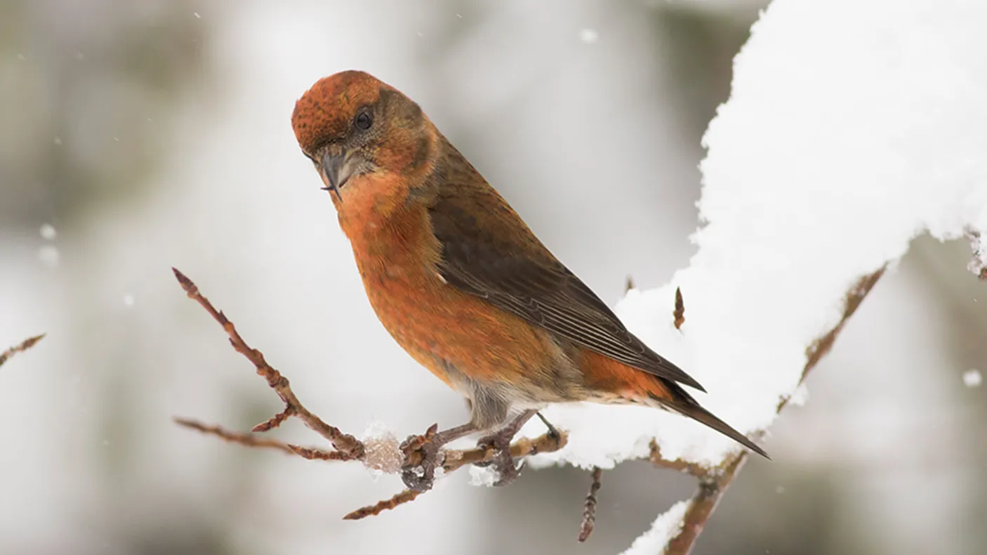 Male red crossbill.  Red crossbill.