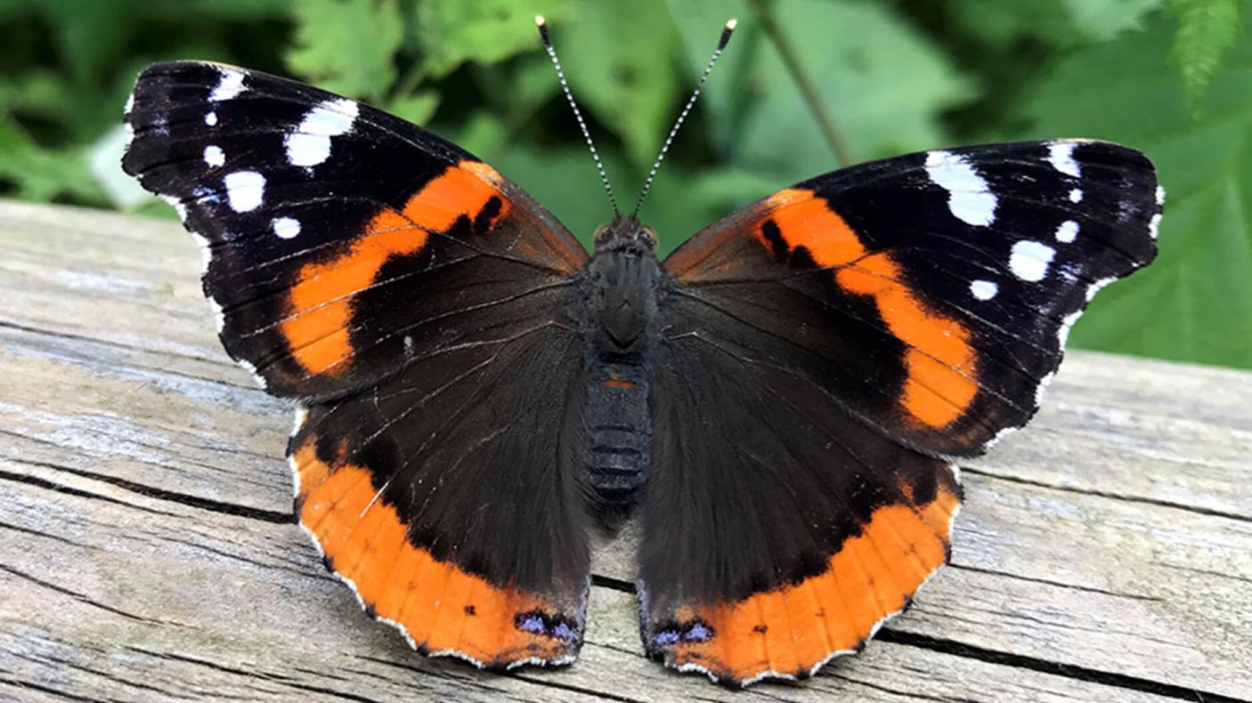 Un papillon amiral rouge.