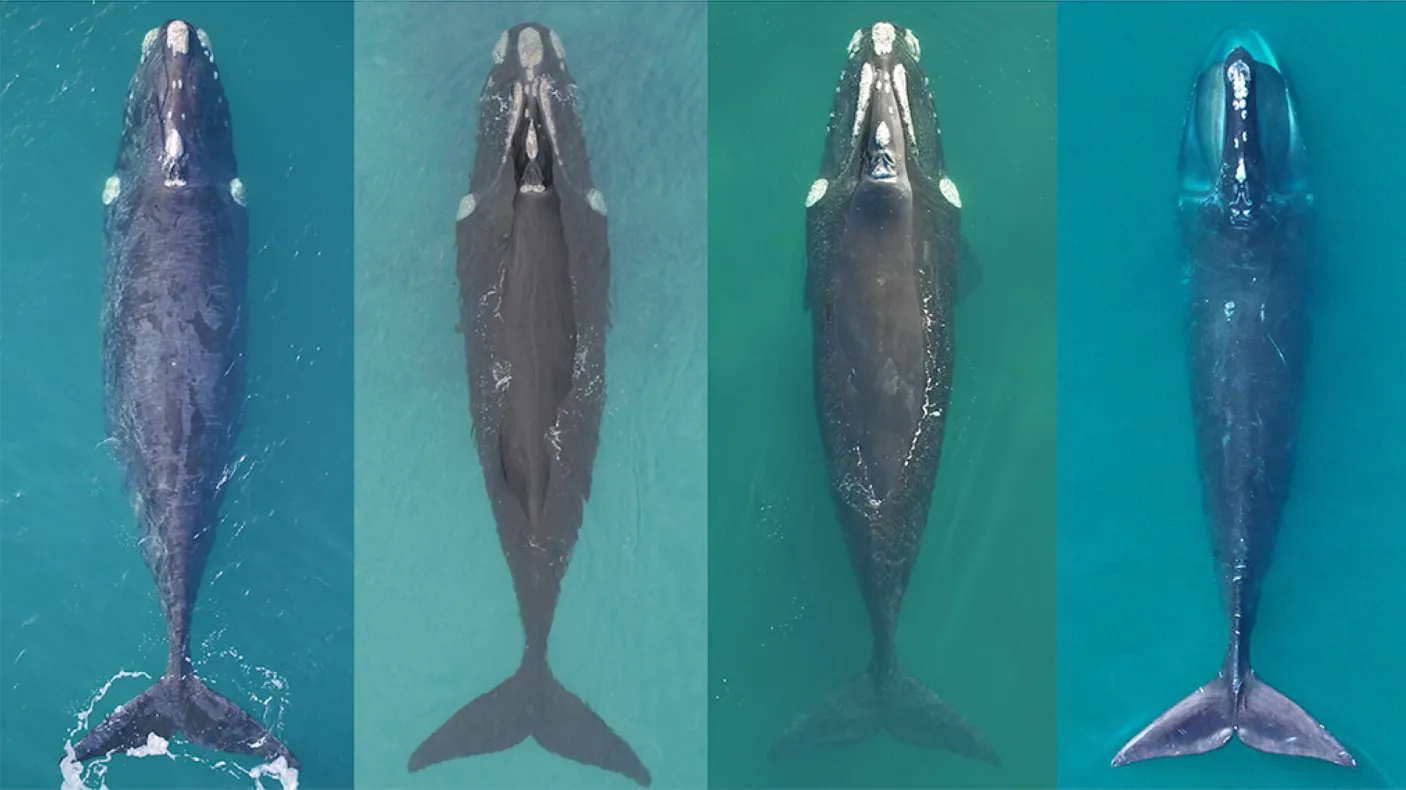 Three healthy southern right whales next to a North Atlantic right whale in visibly poorer body condition.
