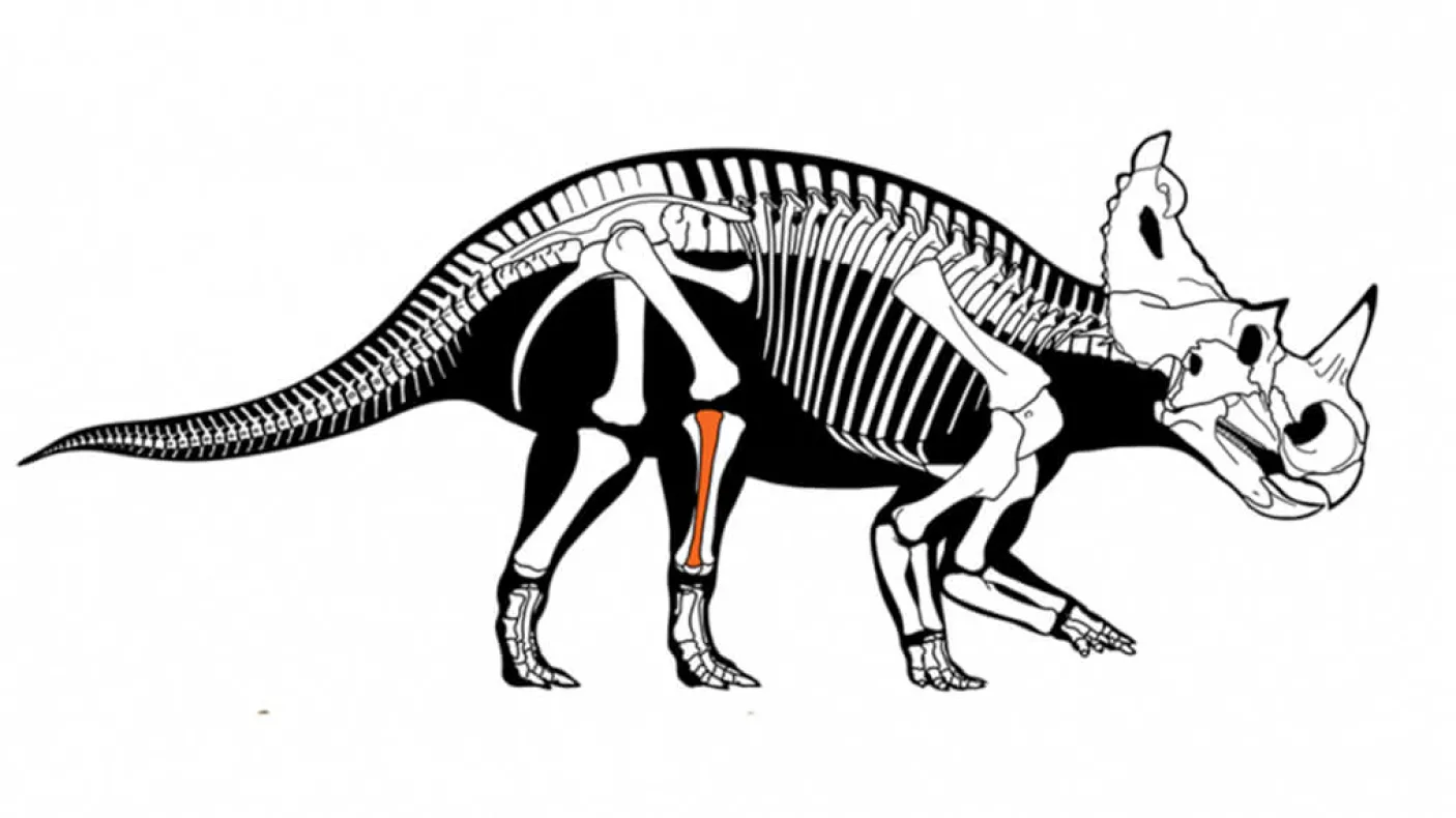 Horned dinosaur Centrosaurus apertus with malignant bone cancer. Illustration by Danielle Dufault, Royal Ontario Museum.
