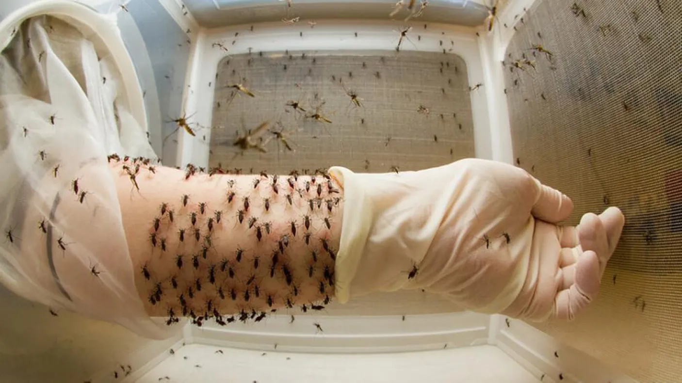 Mosquitos feeding on a human arm held inside a clear box.
