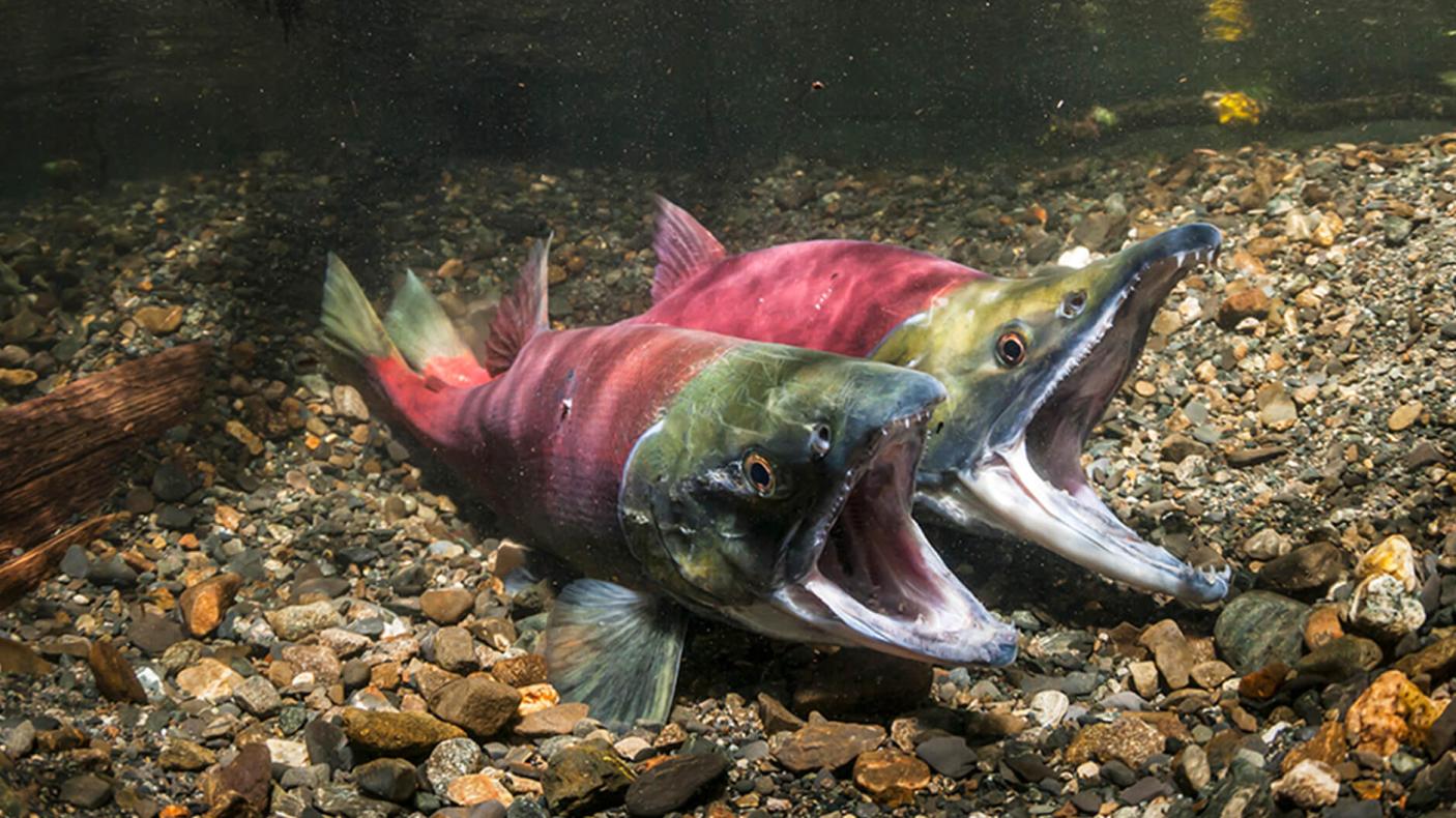 Saumon sockeye, femelle à gauche et mâle à droite, dans le nid, se préparant à frayer.