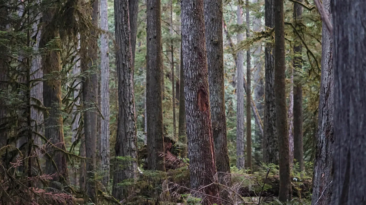 Dense trees in forest.