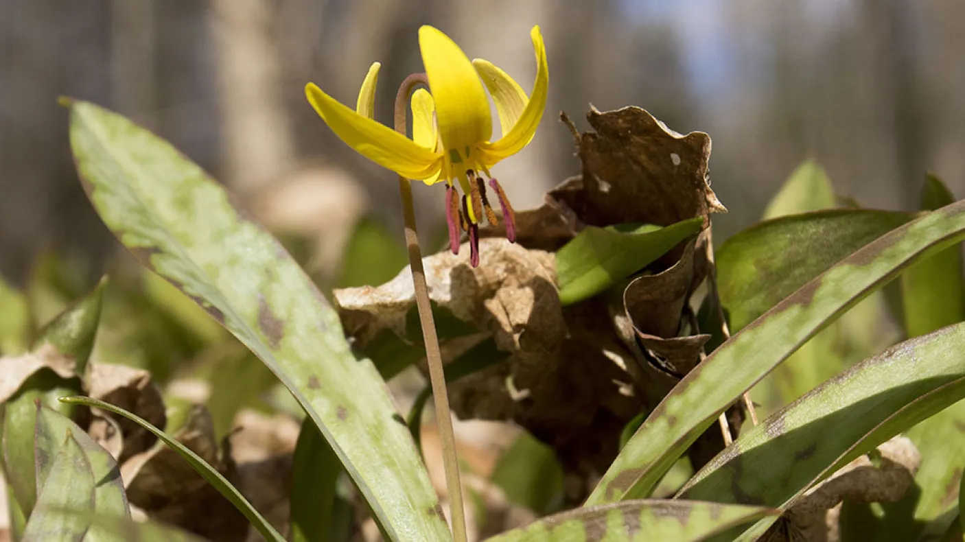 Yellow trout lily.
