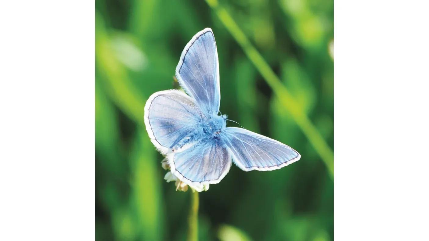 European Common Blue.  European Common Blue butterfly