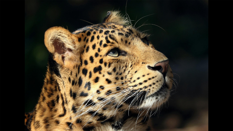 Close up image of Panther