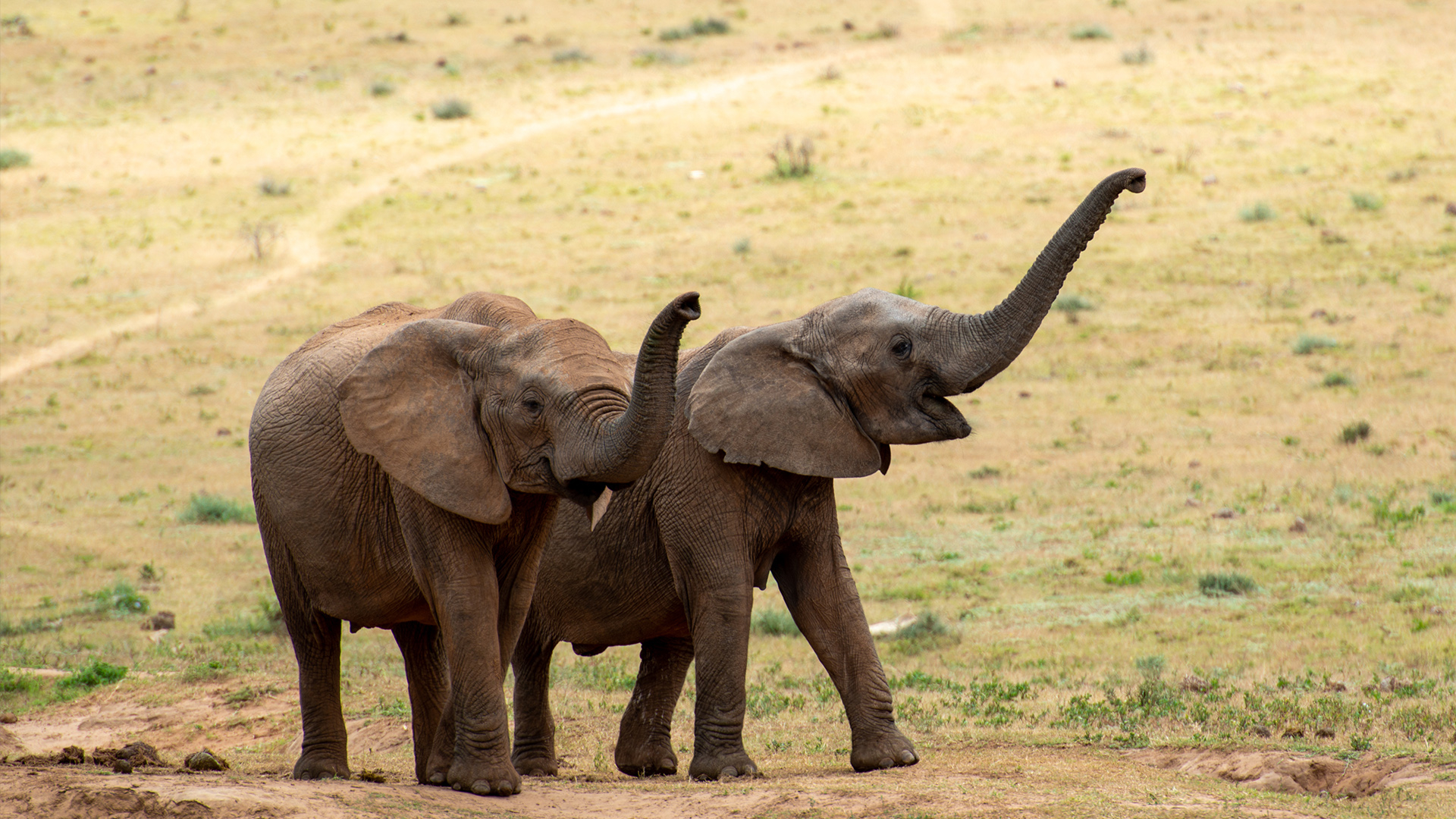 Two elephants raising their trunks
