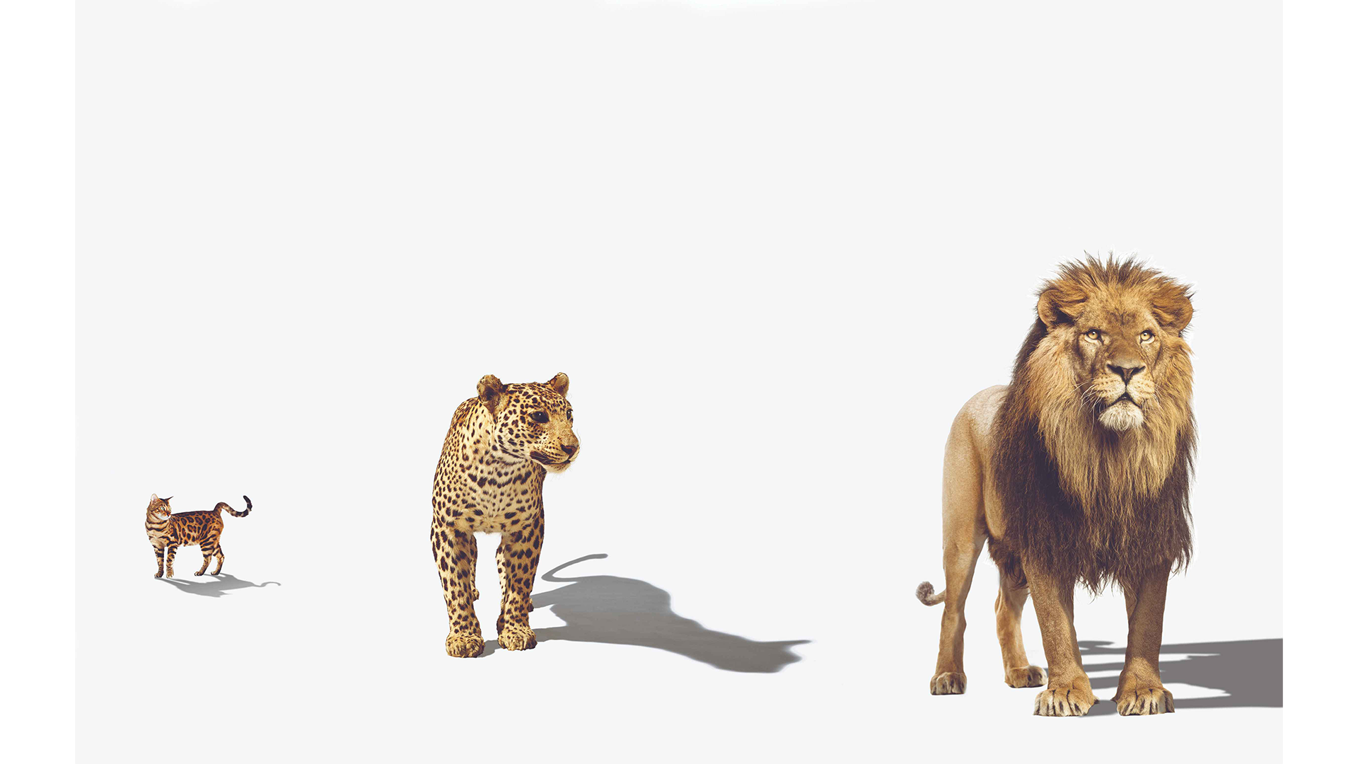 Left to right: A photo of a Bengal cat, a Leopard, and a Lion