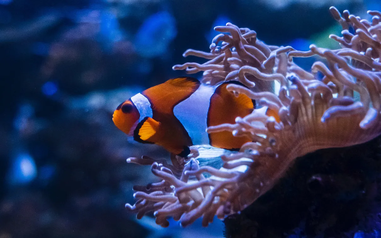 Clownfish on a coral.