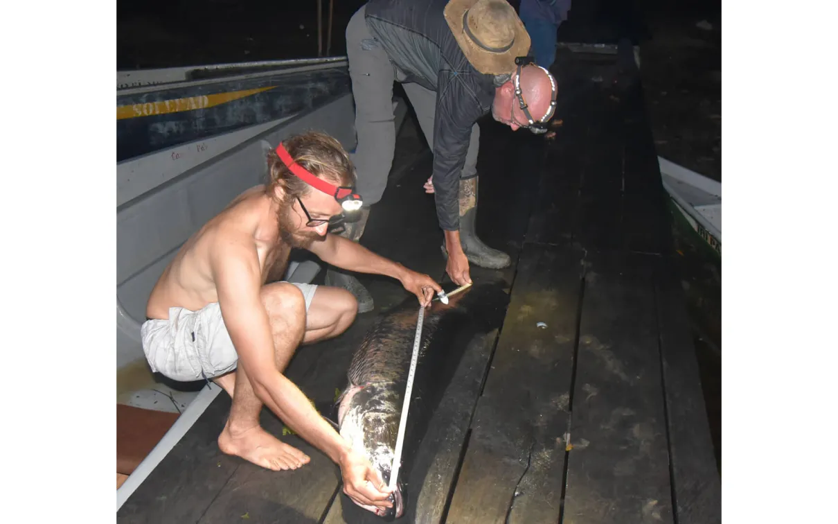 Under light rain and the glow of headlamps, Boily and Lujan measure one of the newly caught Arapaima.