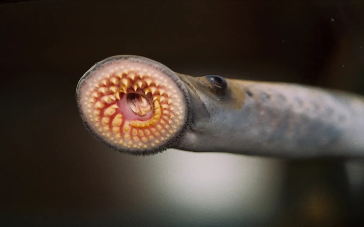 Sea lamprey