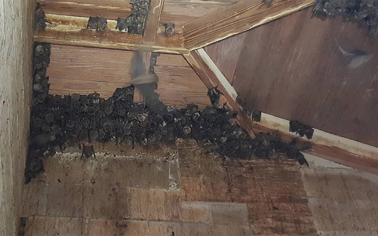 Fruit-eating bats roosting in an abandoned house