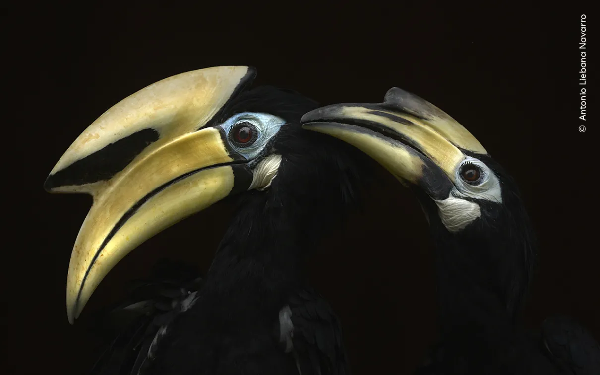 Female hornbill bird preening head feathers of a male hornbill. 