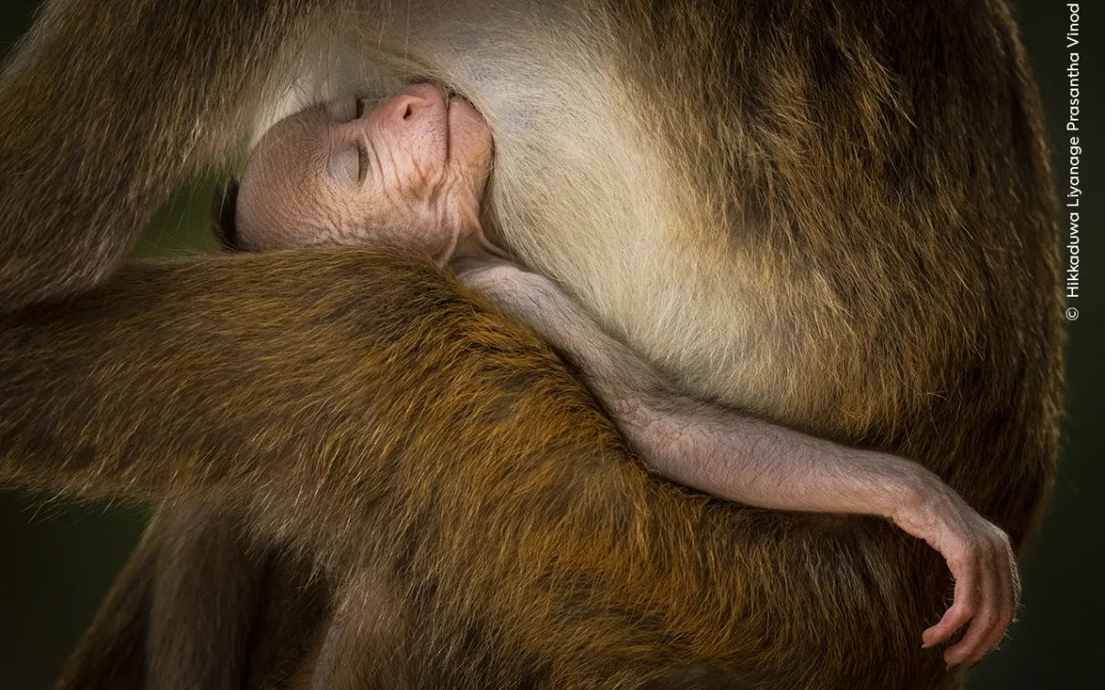 Young toque macaque monkey sleeping in an adult's arms.