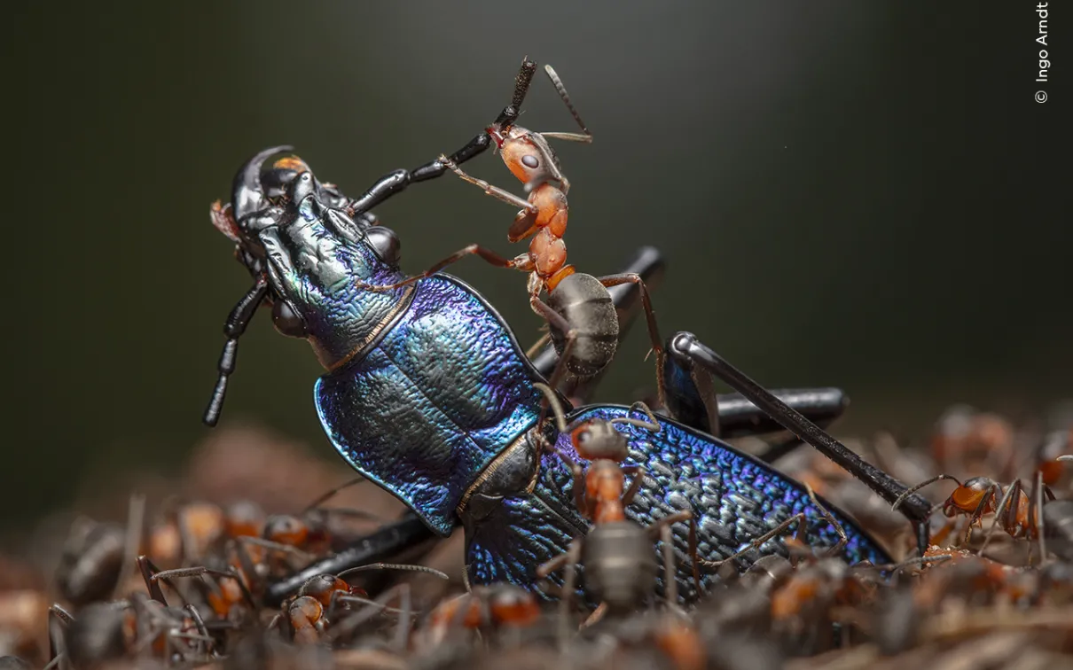 Close up of a red wood ant dismembering a blue ground beetle.