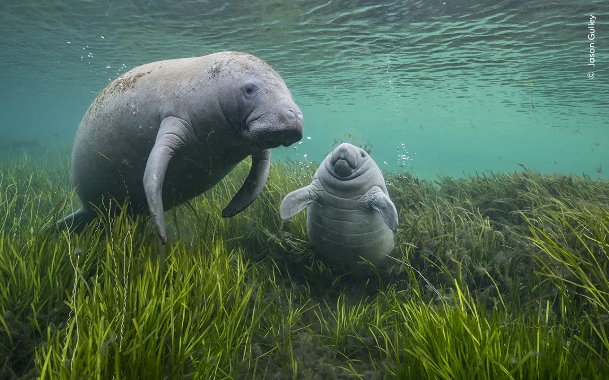 A manatee and a calf adrift underwater among eelgrass. 